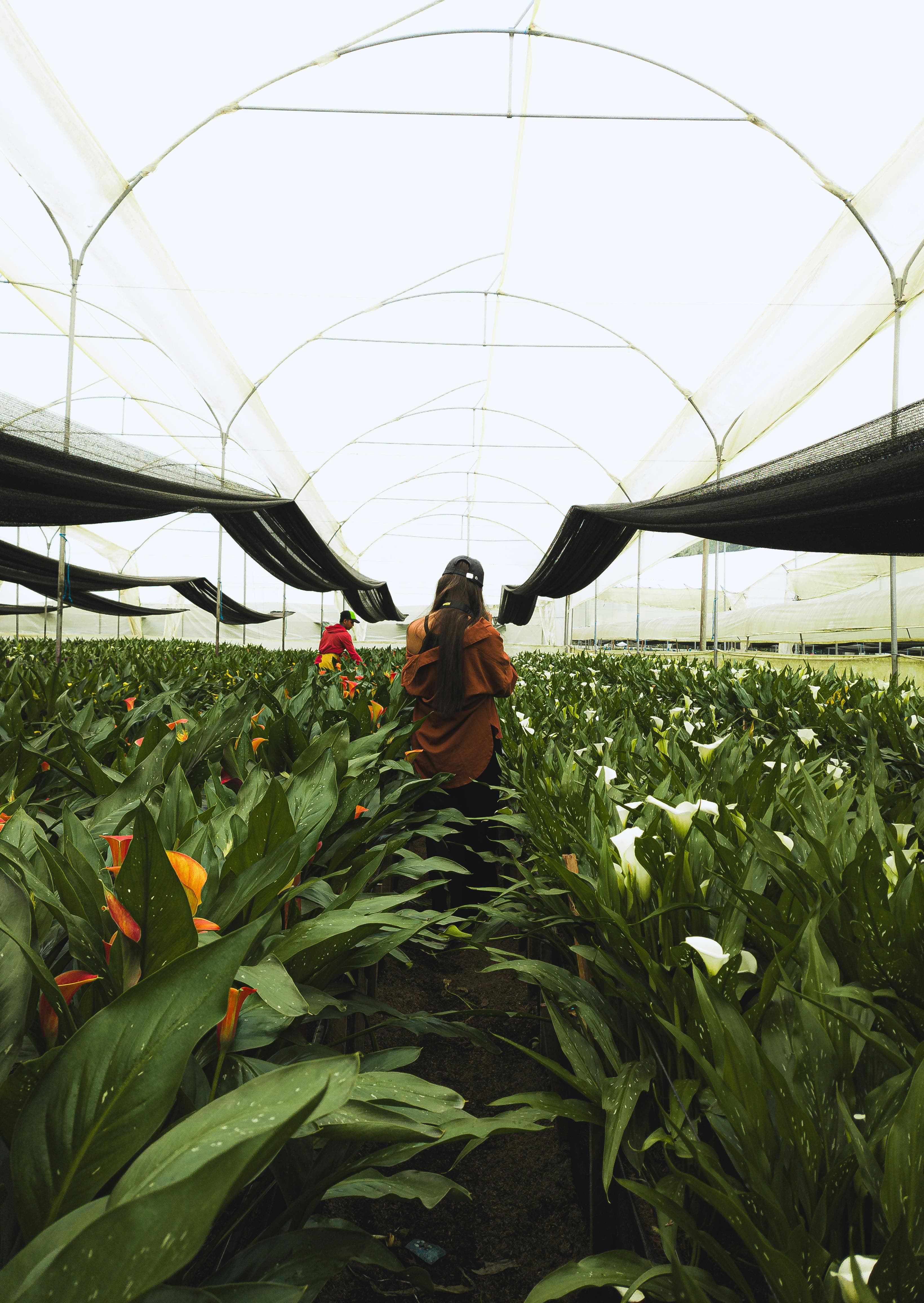 Agricultural Greenhouses